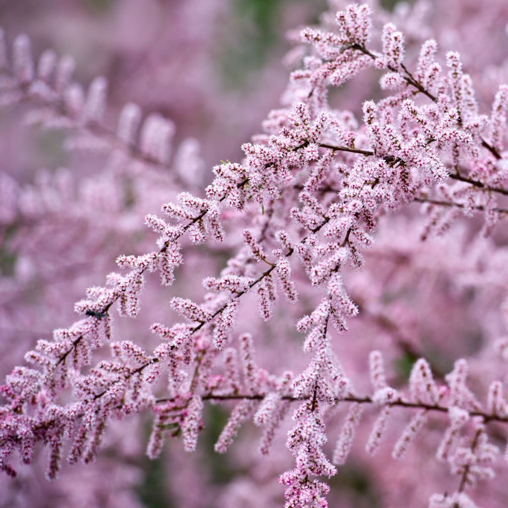 Tamarix gallica - Tamaris français, Tamaris commun