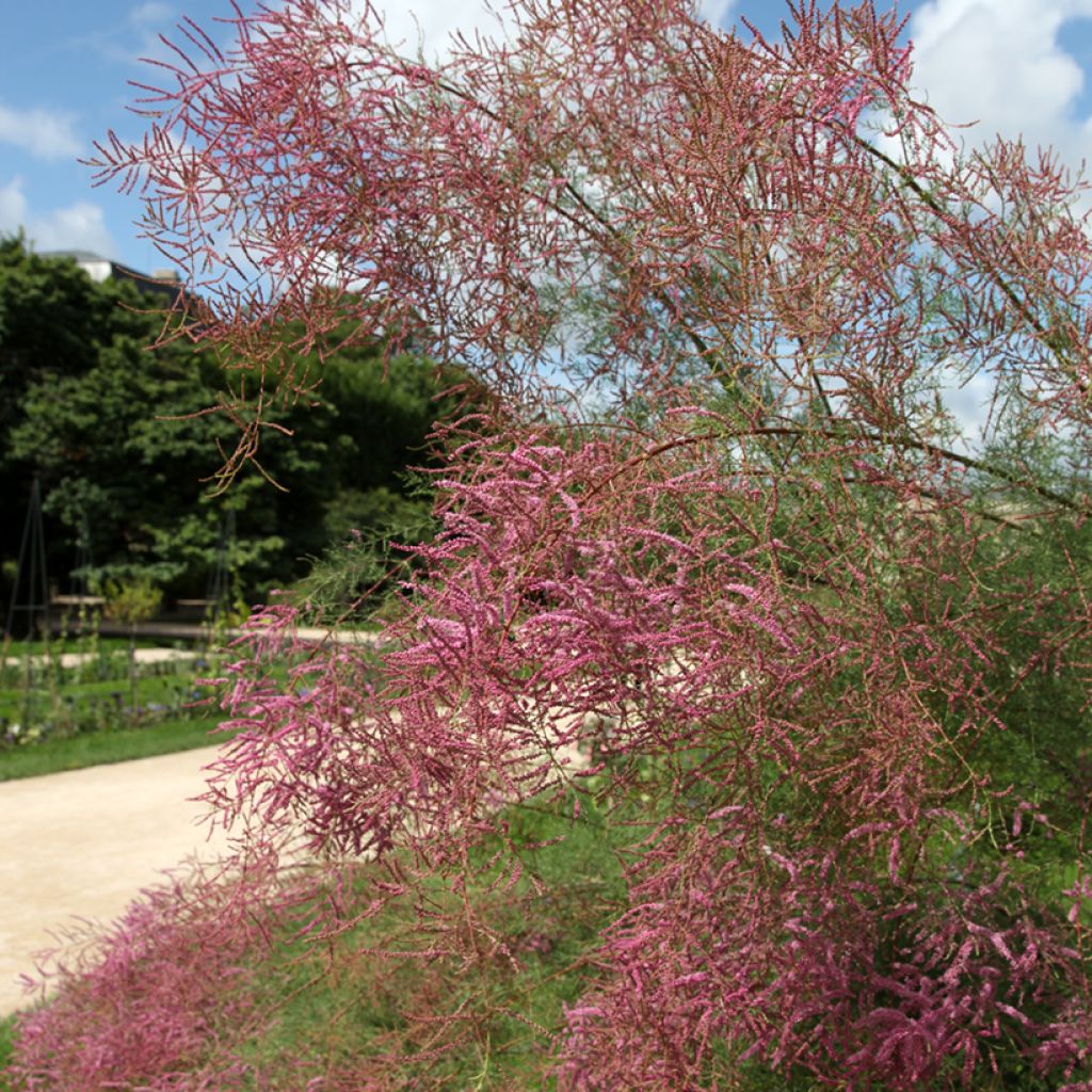 Tamarix ramosissima - Taray catina