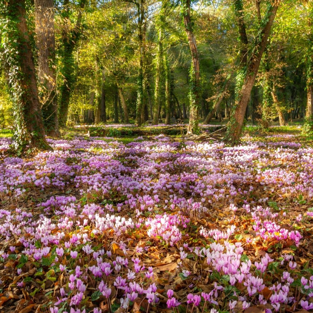 Tapiz florido de otoño - Ciclamen de Nápoles rosas y blancos