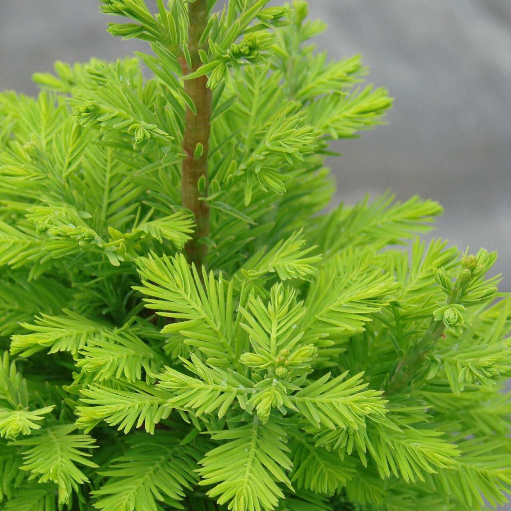 Taxodium distichum Pevé Minaret - Cyprès chauve nain.