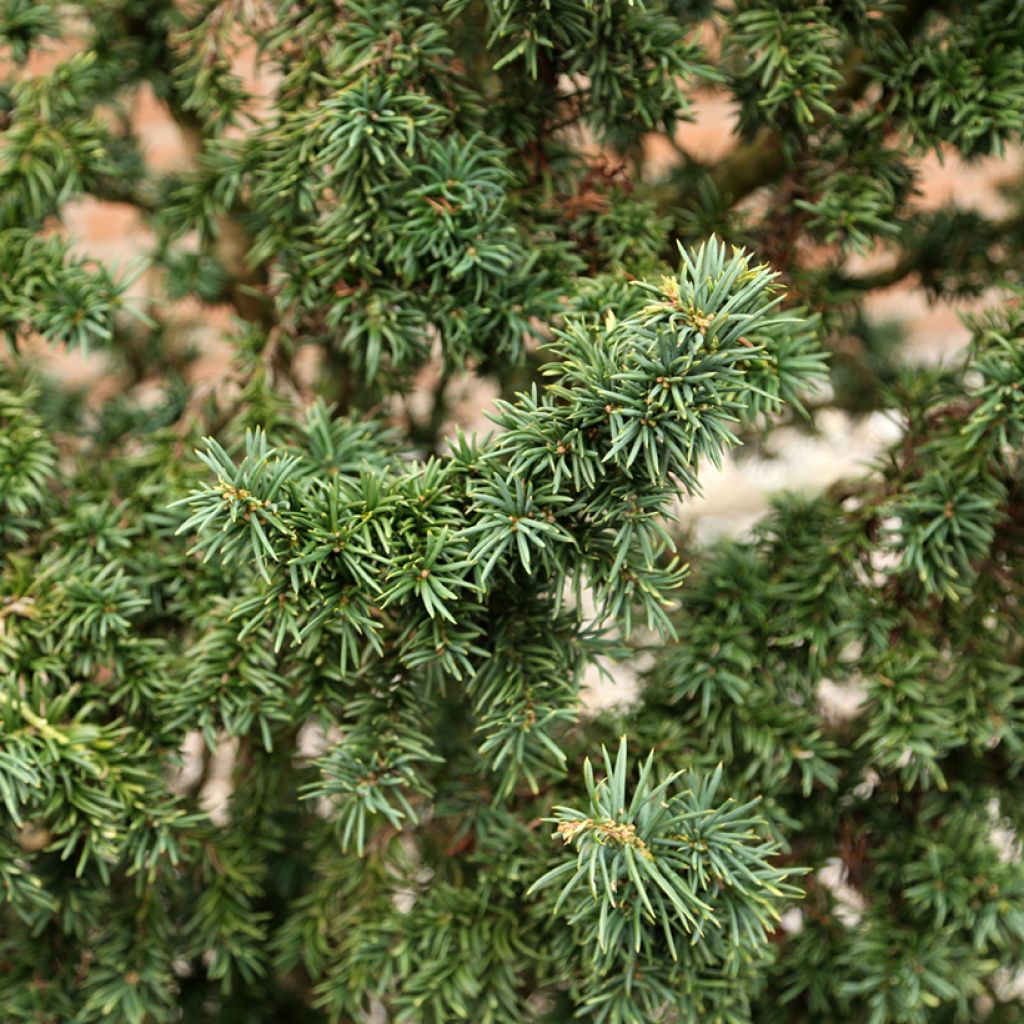 Taxus baccata Cristata - If commun nain