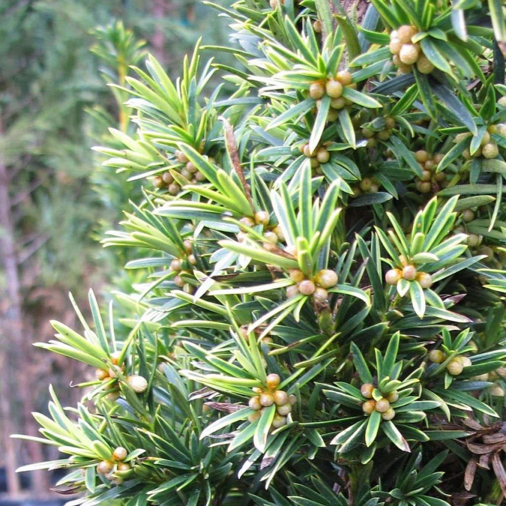 Taxus baccata Fastigiata Aurea - If commun doré