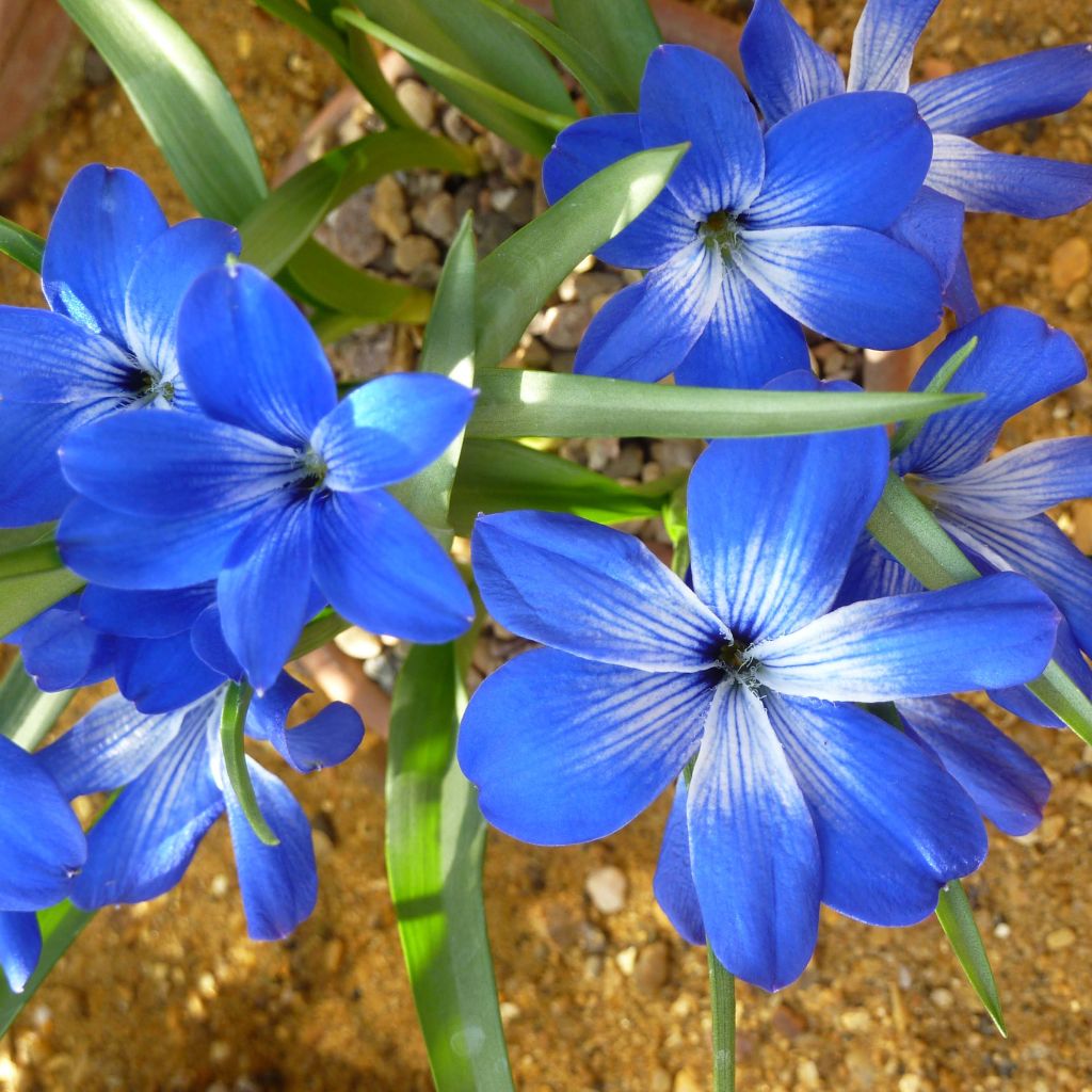 Crocus bleu du Chili - Tecophilaea cyanocrocus