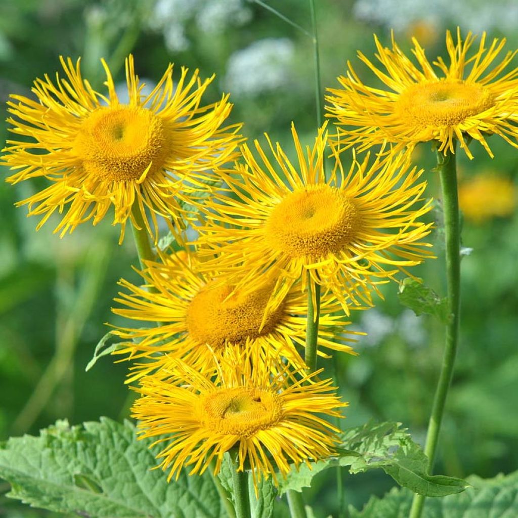 Telekia speciosa - Oeil de boeuf - Télékie splendide.