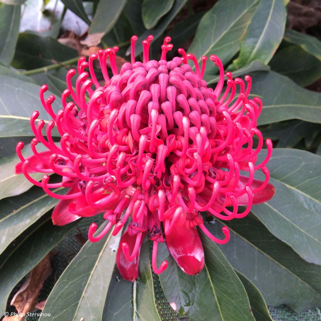 Telopea speciosissima - Waratah