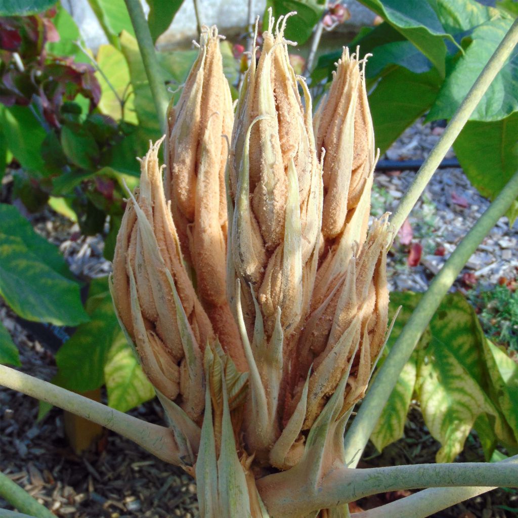 Tetrapanax papyrifera Rex - Plante à papier de riz