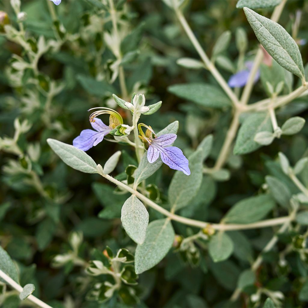 Teucrium fruticans Selection Erecta - Olivilla