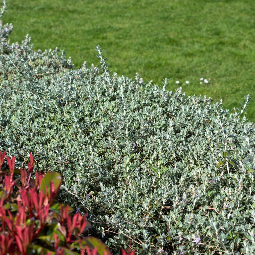 Teucrium fruticans Selection Erecta - Olivilla