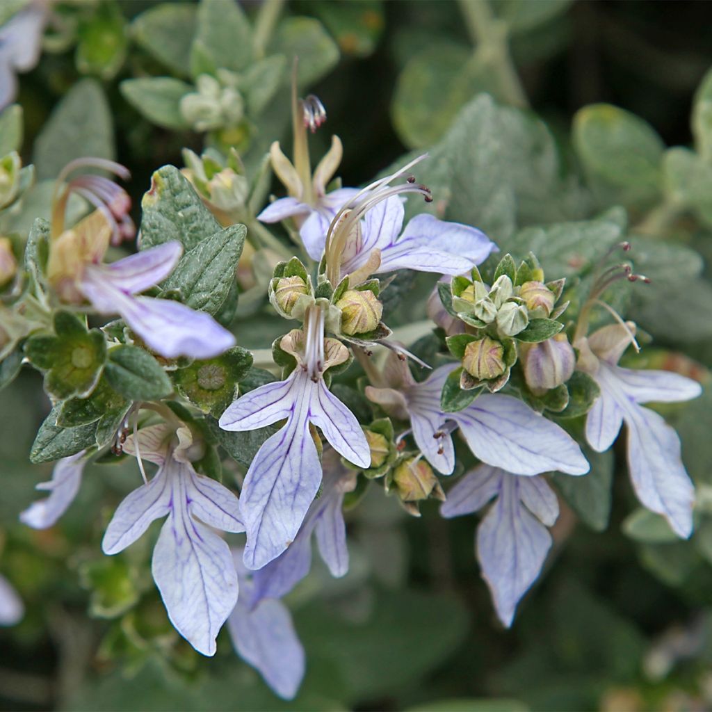 Teucrium fruticans - Olivilla