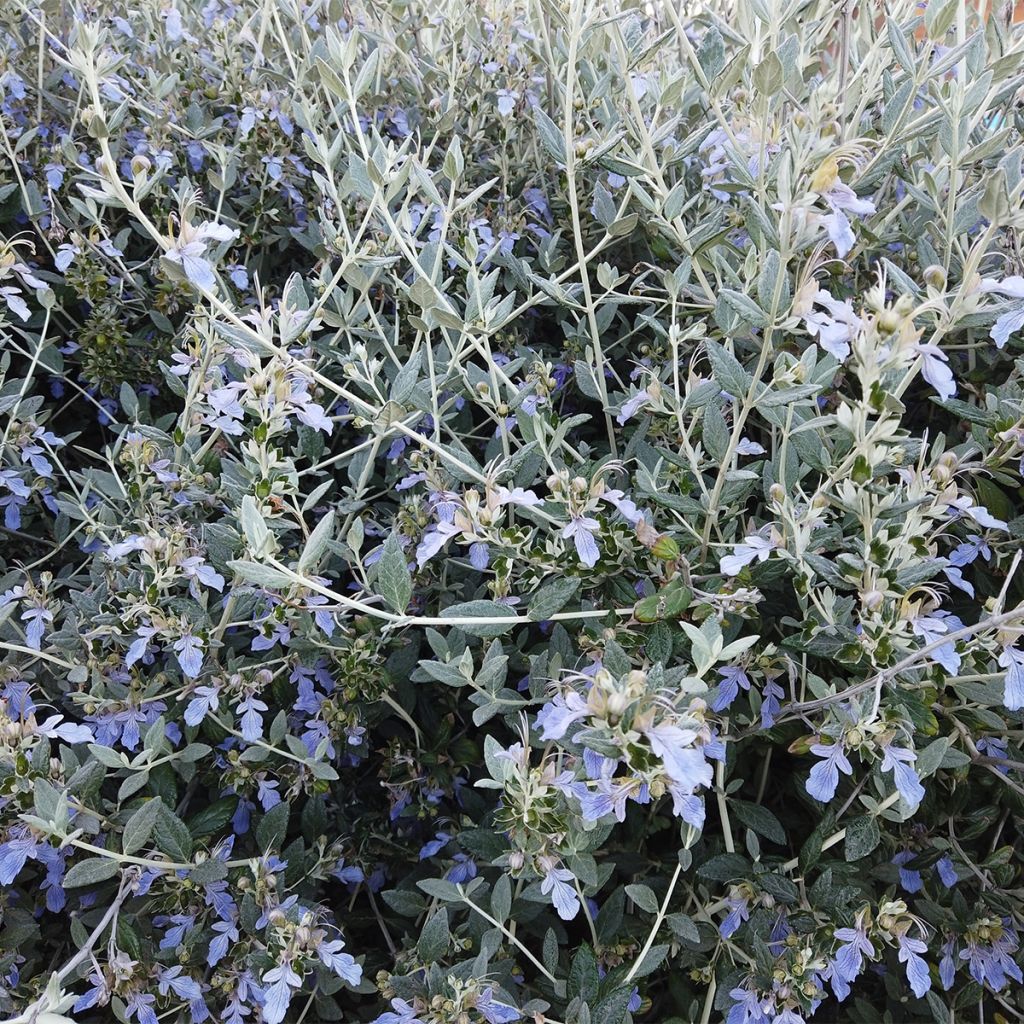 Teucrium fruticans - Olivilla