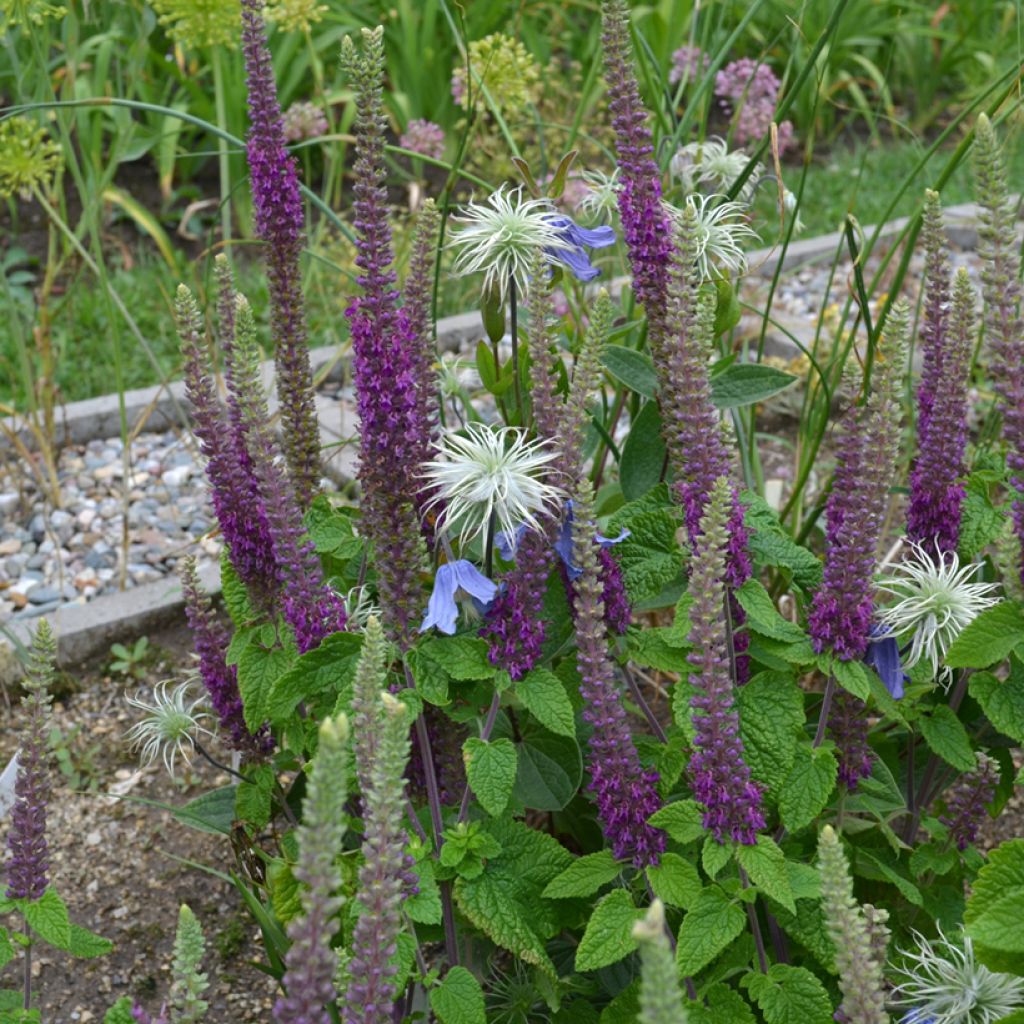 Teucrium hircanicum Paradise Delight