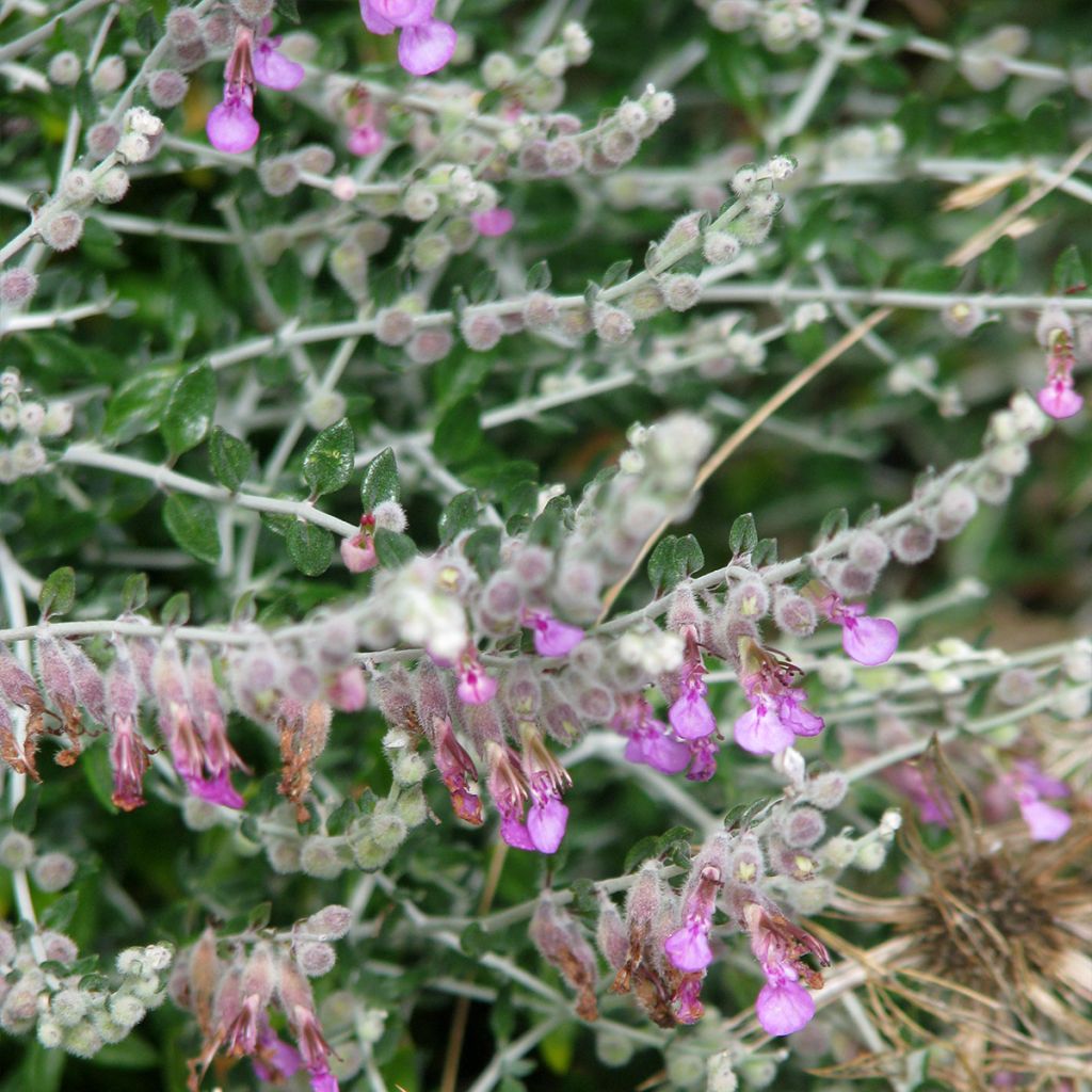 Teucrium marum - Germandrée maritime, Germandrée des chats