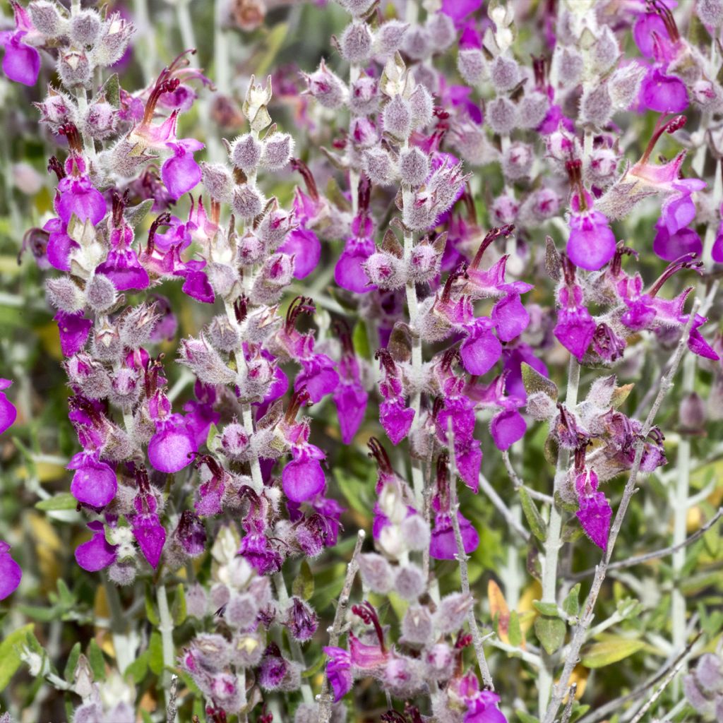 Teucrium marum - Germandrée maritime, Germandrée des chats