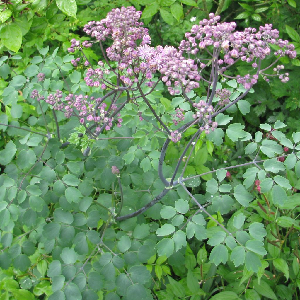 Thalictrum Black Stockings