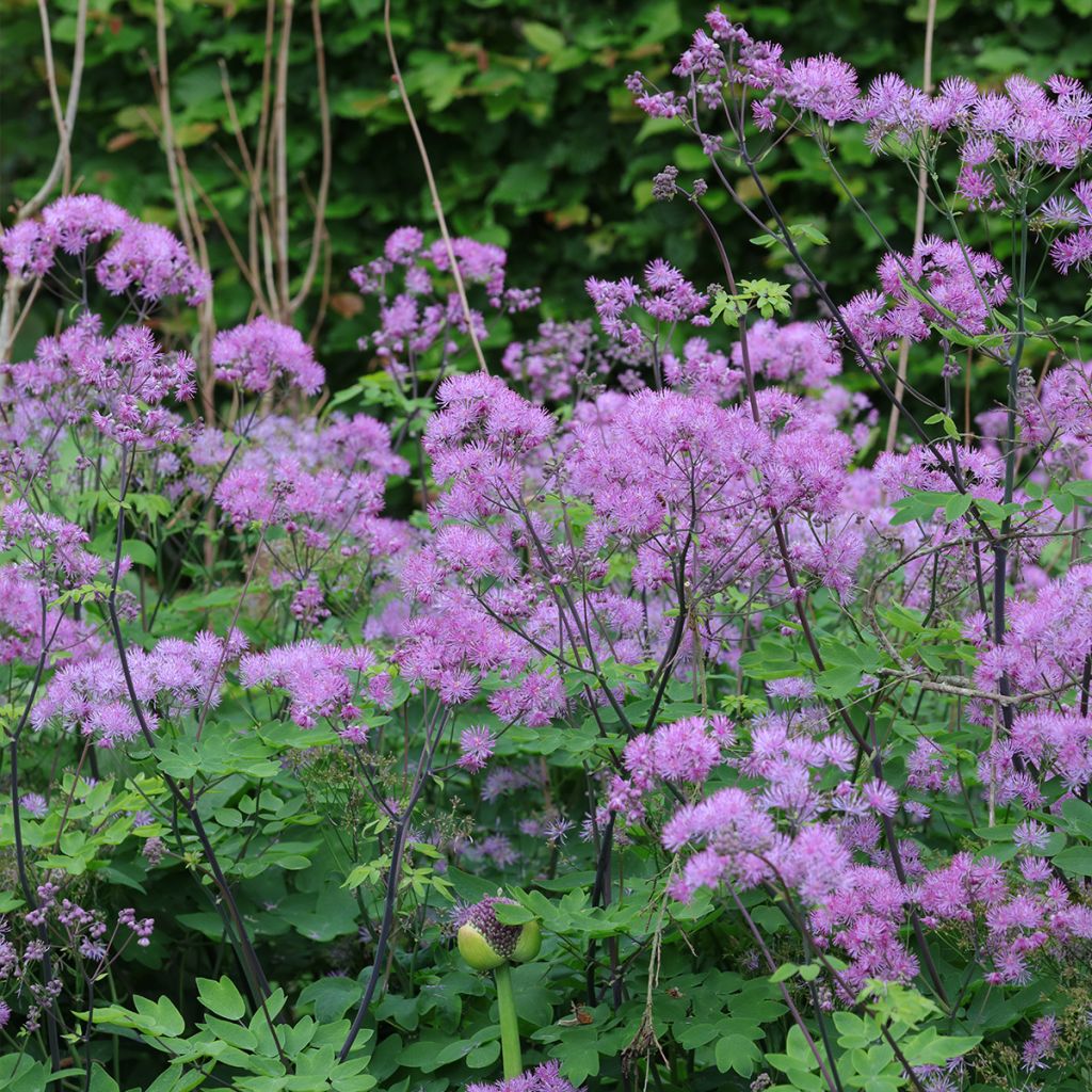 Thalictrum Black Stockings