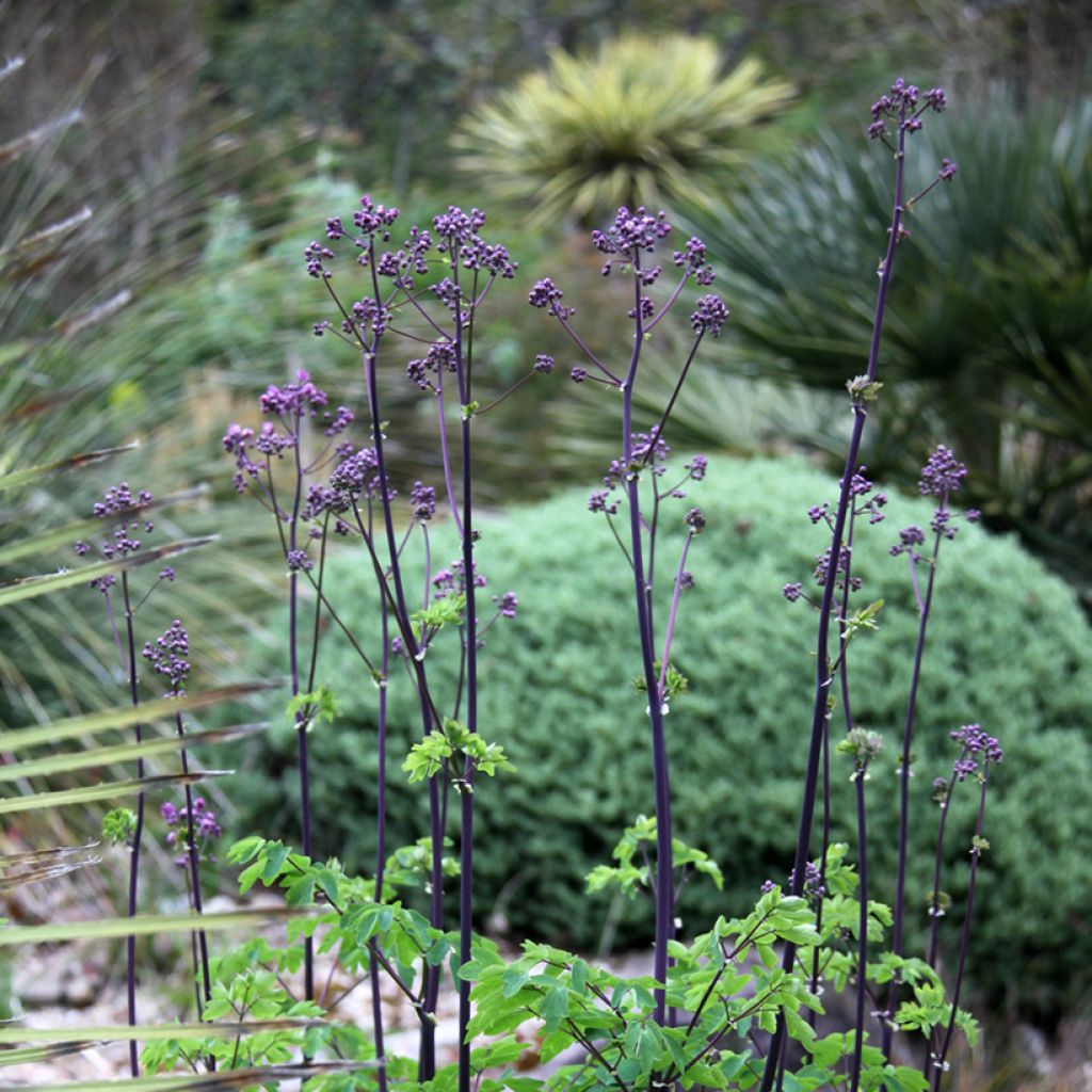 Thalictrum Black Stockings