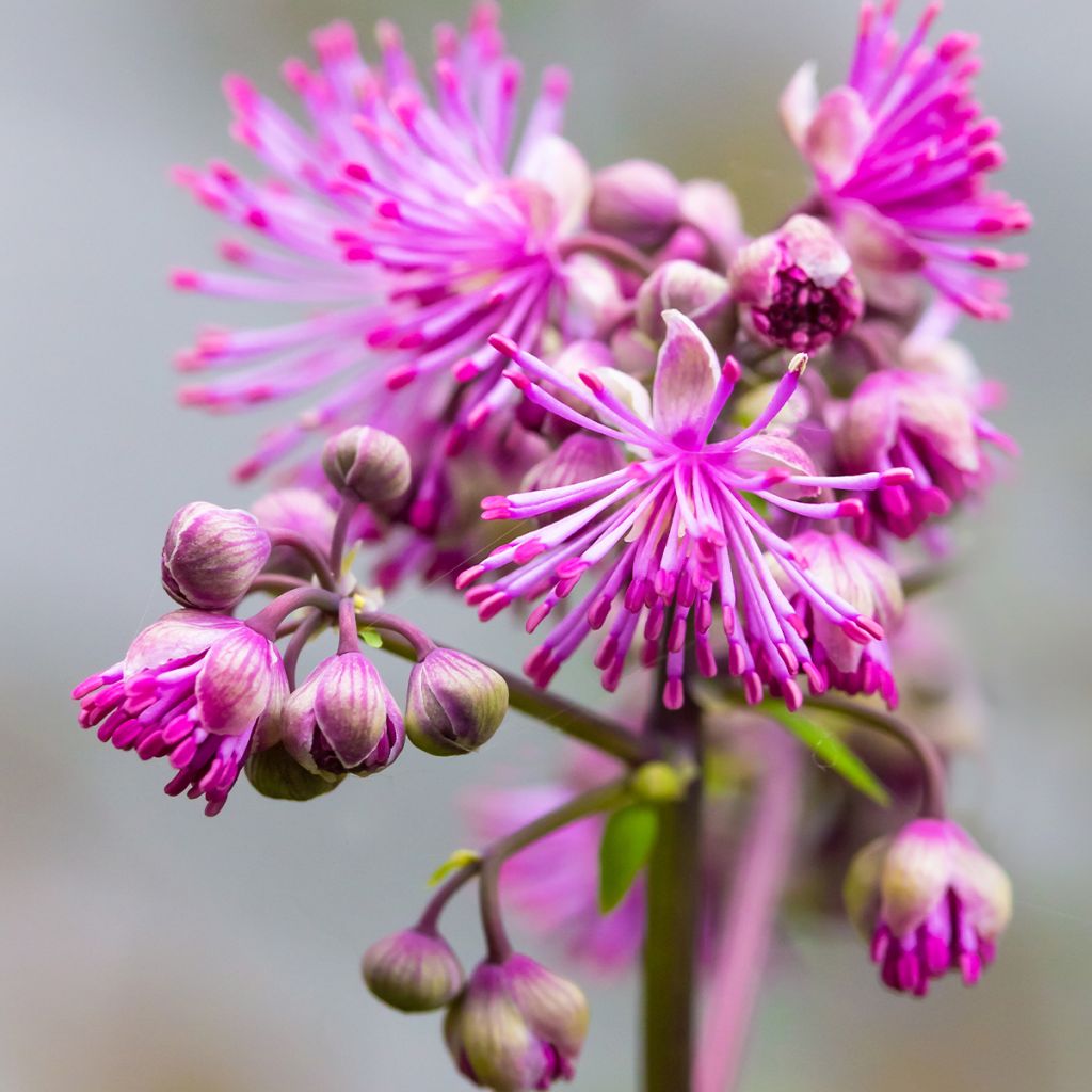 Thalictrum Black Stockings