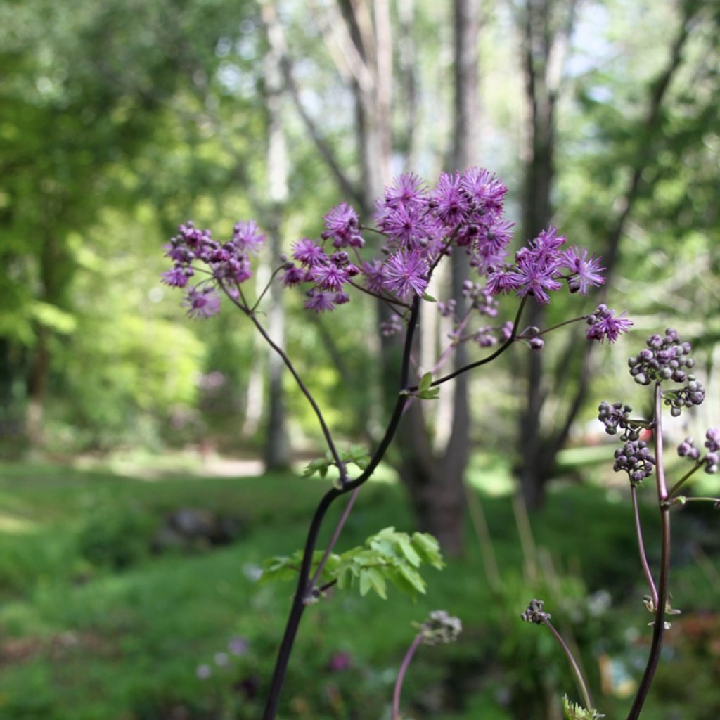 Thalictrum Black Stockings