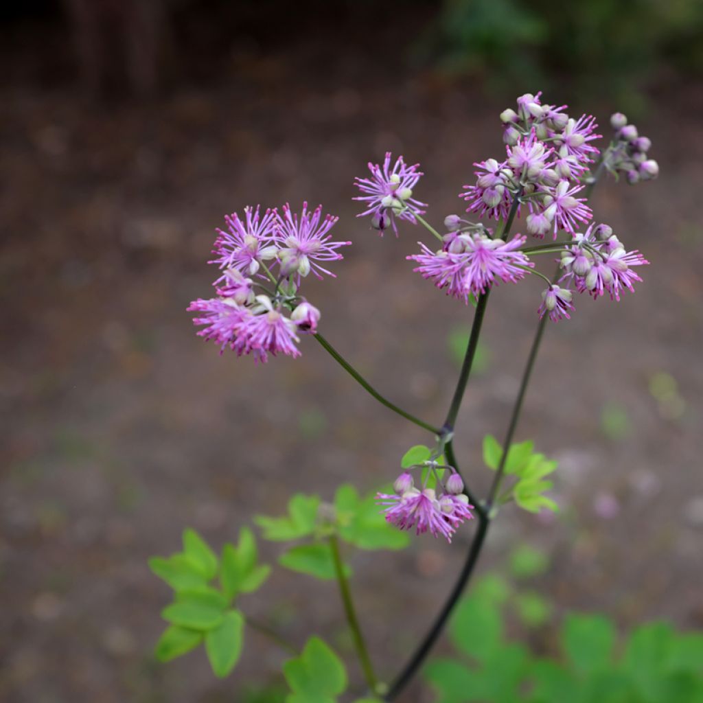 Thalictrum Black Stockings