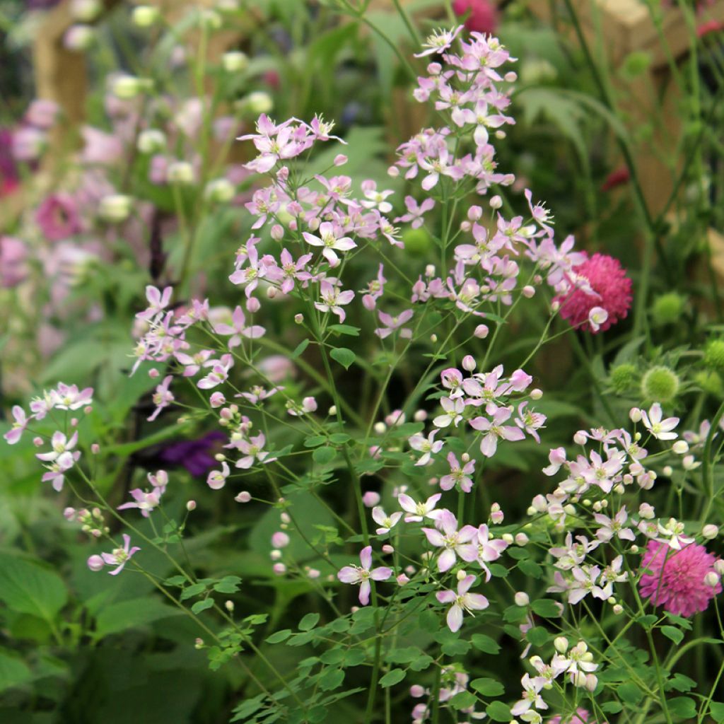 Thalictrum aquilegifolium Fairy Wings