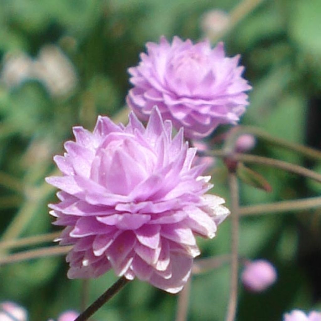 Thalictrum delavayi Hewitt's double