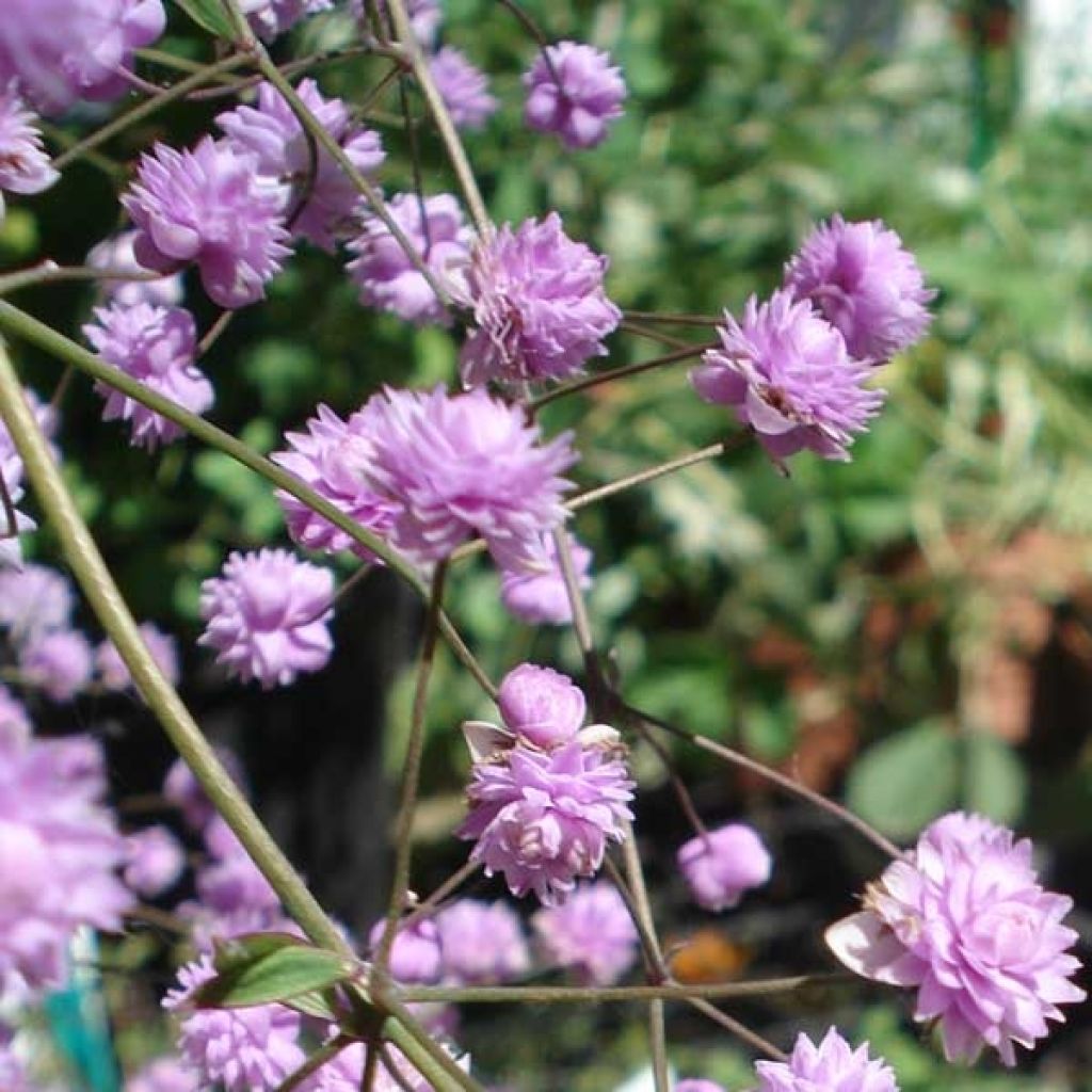 Thalictrum delavayi Hewitt's double