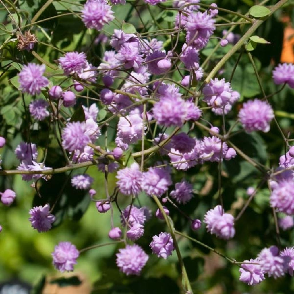 Thalictrum delavayi Hewitt's double