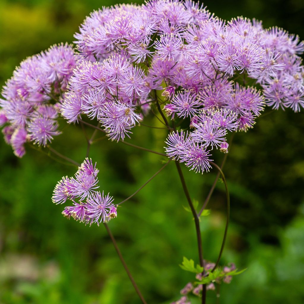 Thalictrum Yulia