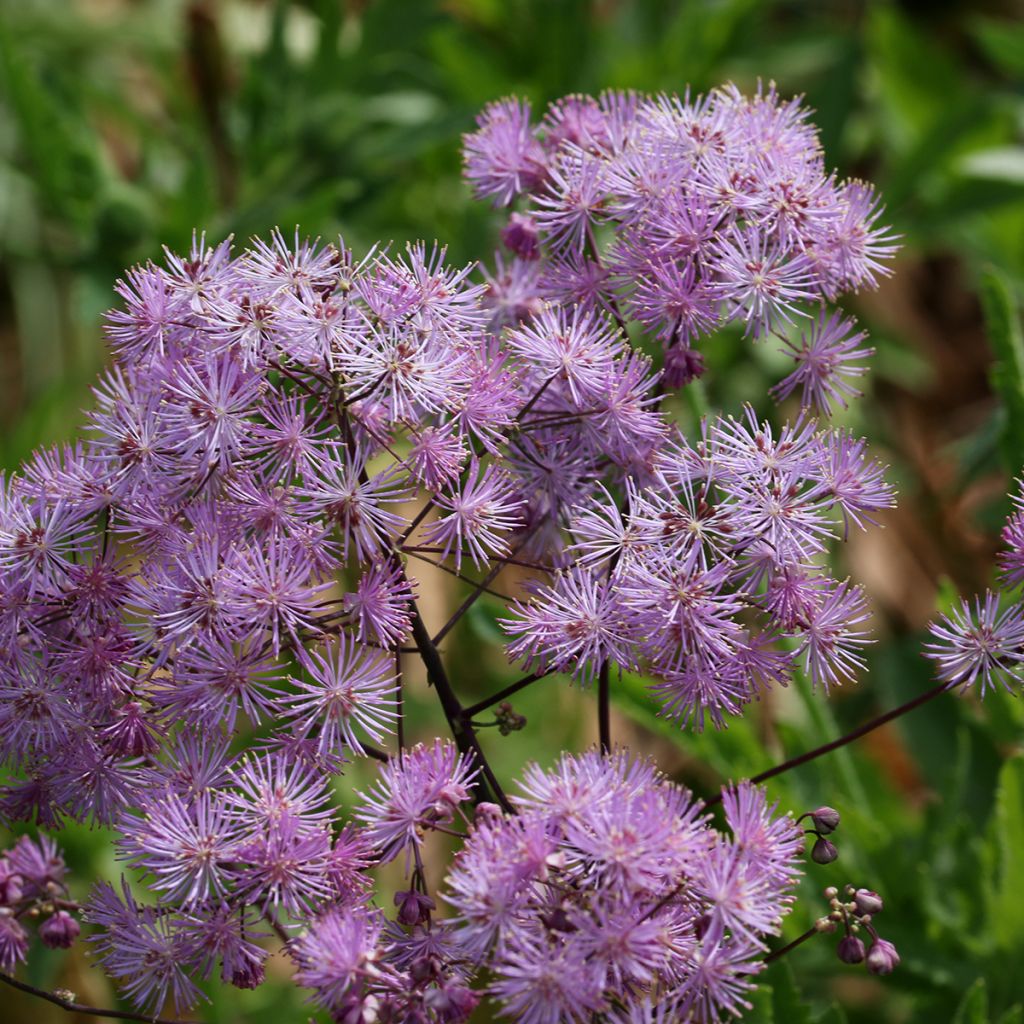 Thalictrum Yulia