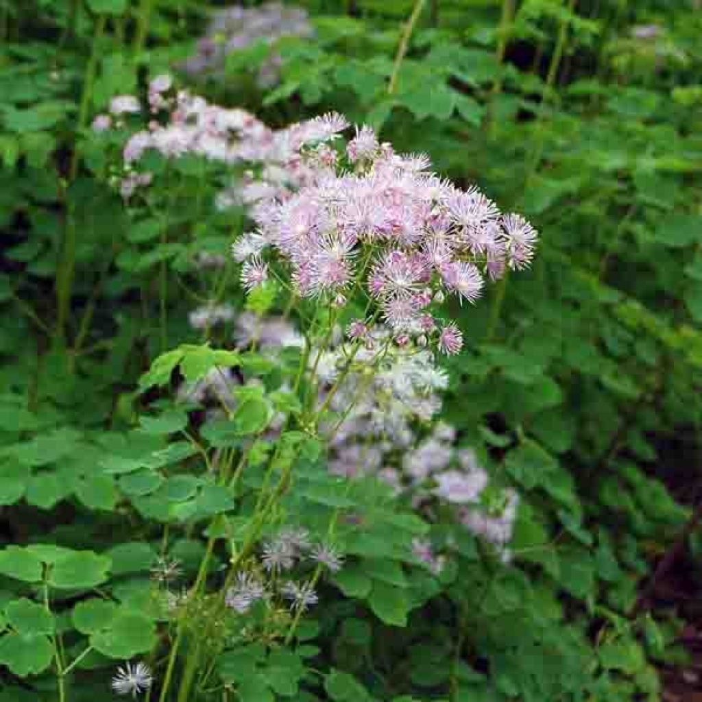 Thalictrum aquilegifolium - Pigamon