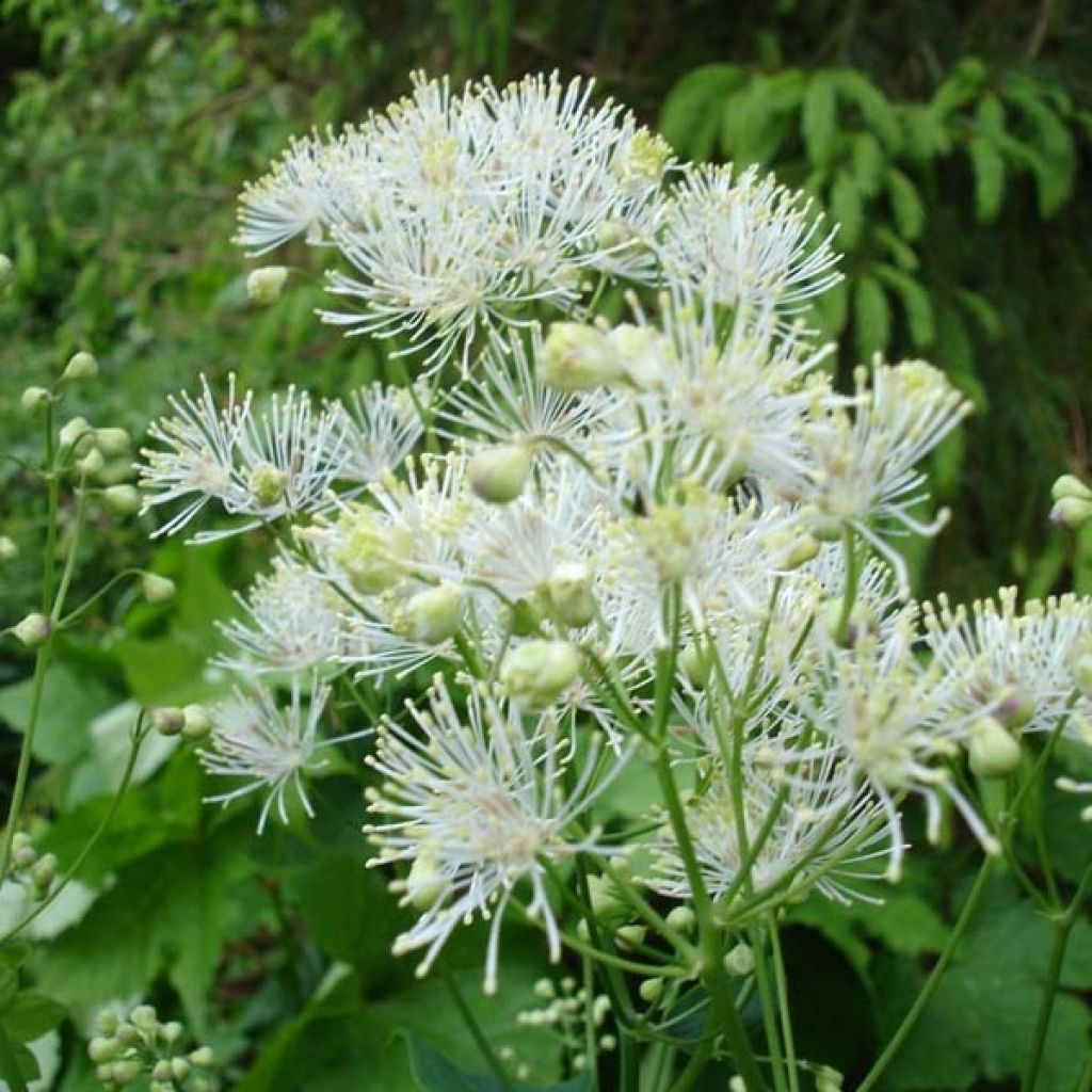 Thalictrum aquilegifolium Album