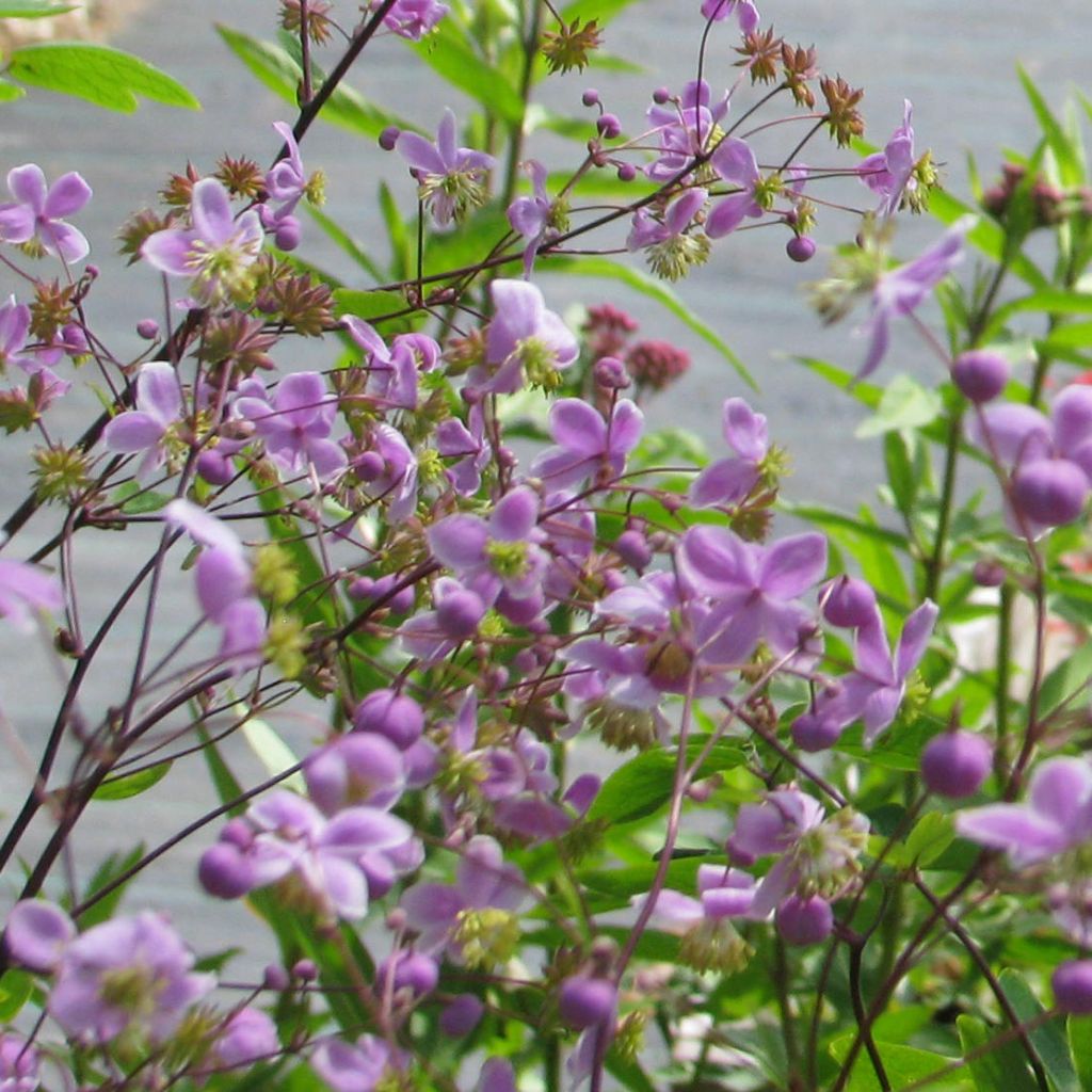 Thalictrum delavayi - Pigamon lilas aux étamines jaune crème