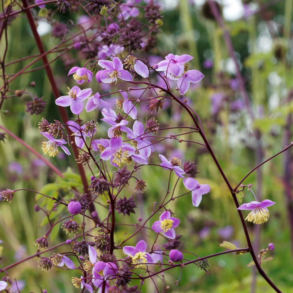 Thalictrum delavayi Splendide