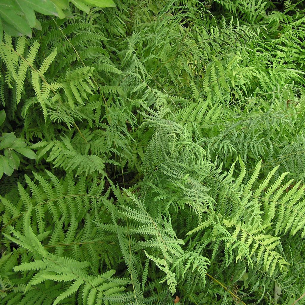 Thelypteris palustris - Fougère des marais