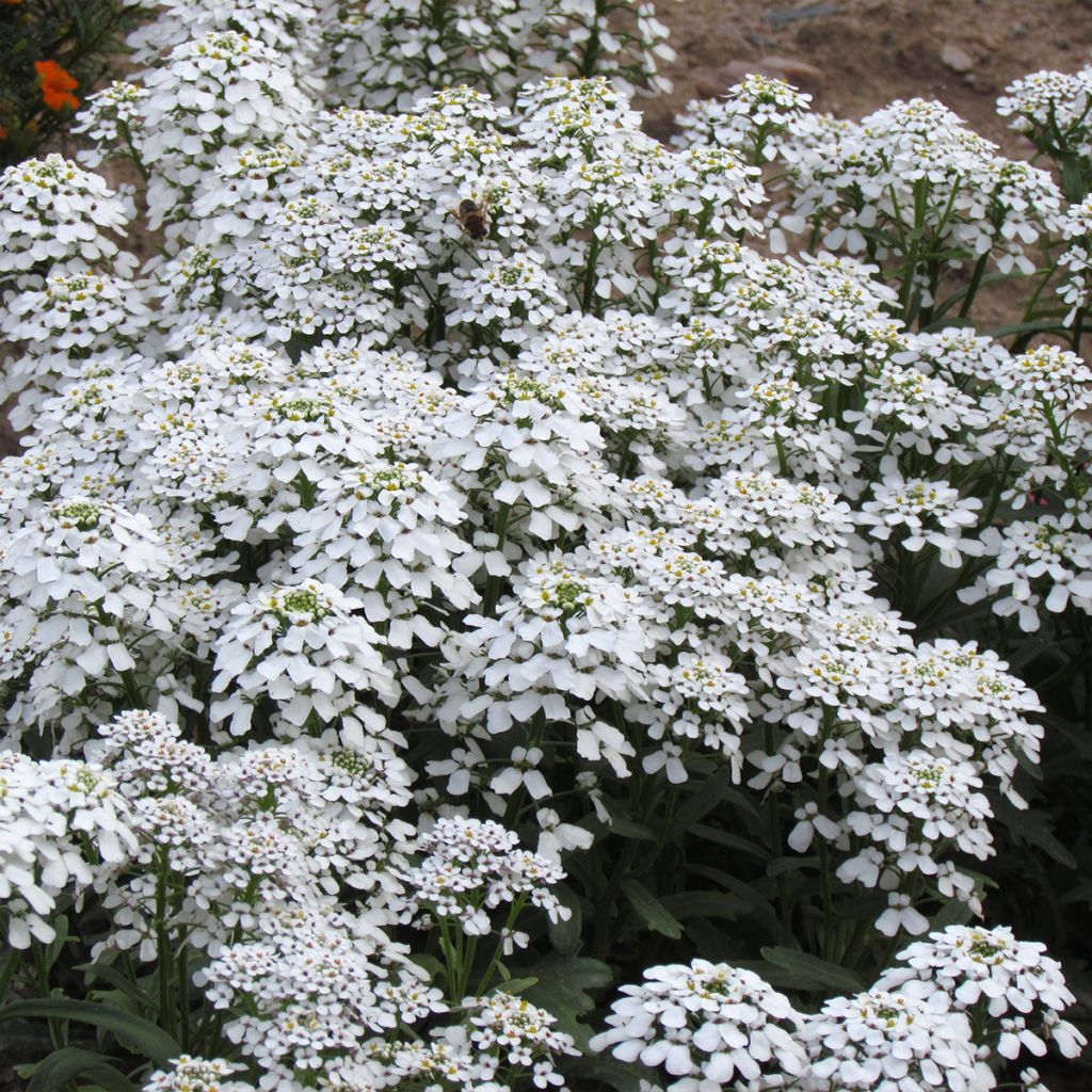 Graines de Thlaspi Candytuft Géant à fleur de jacinthe - Ibéris