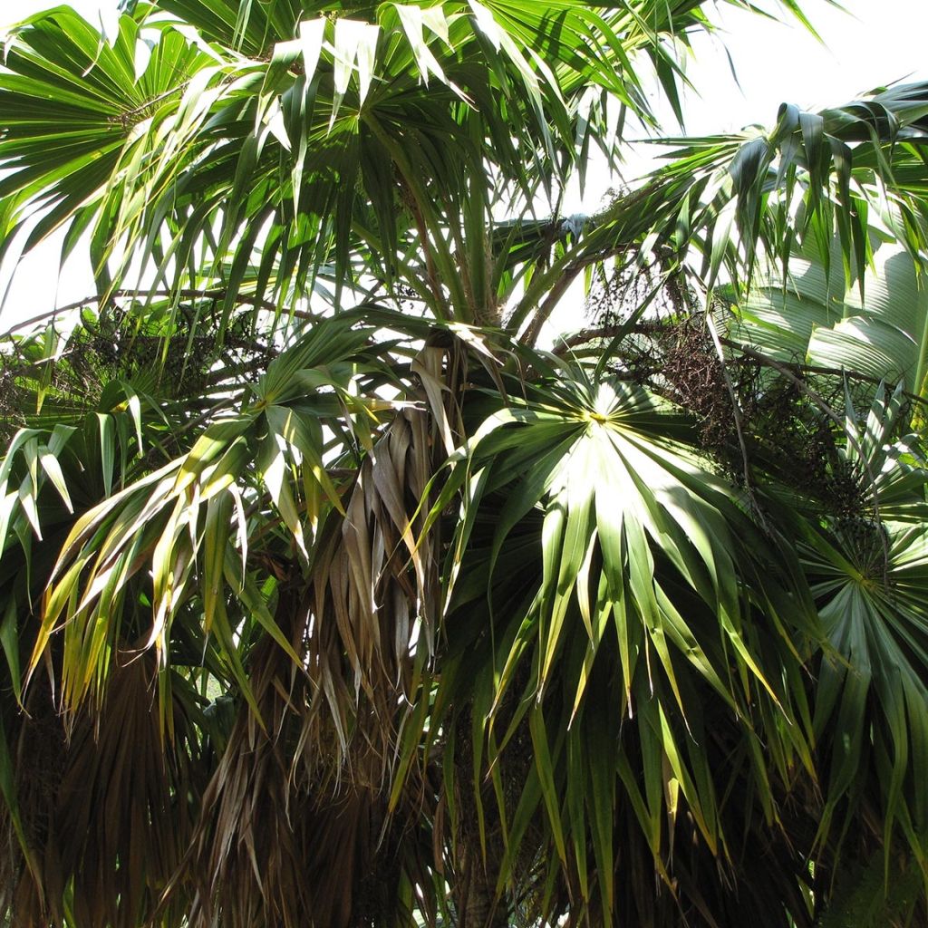 Thrinax parviflora - Palmier