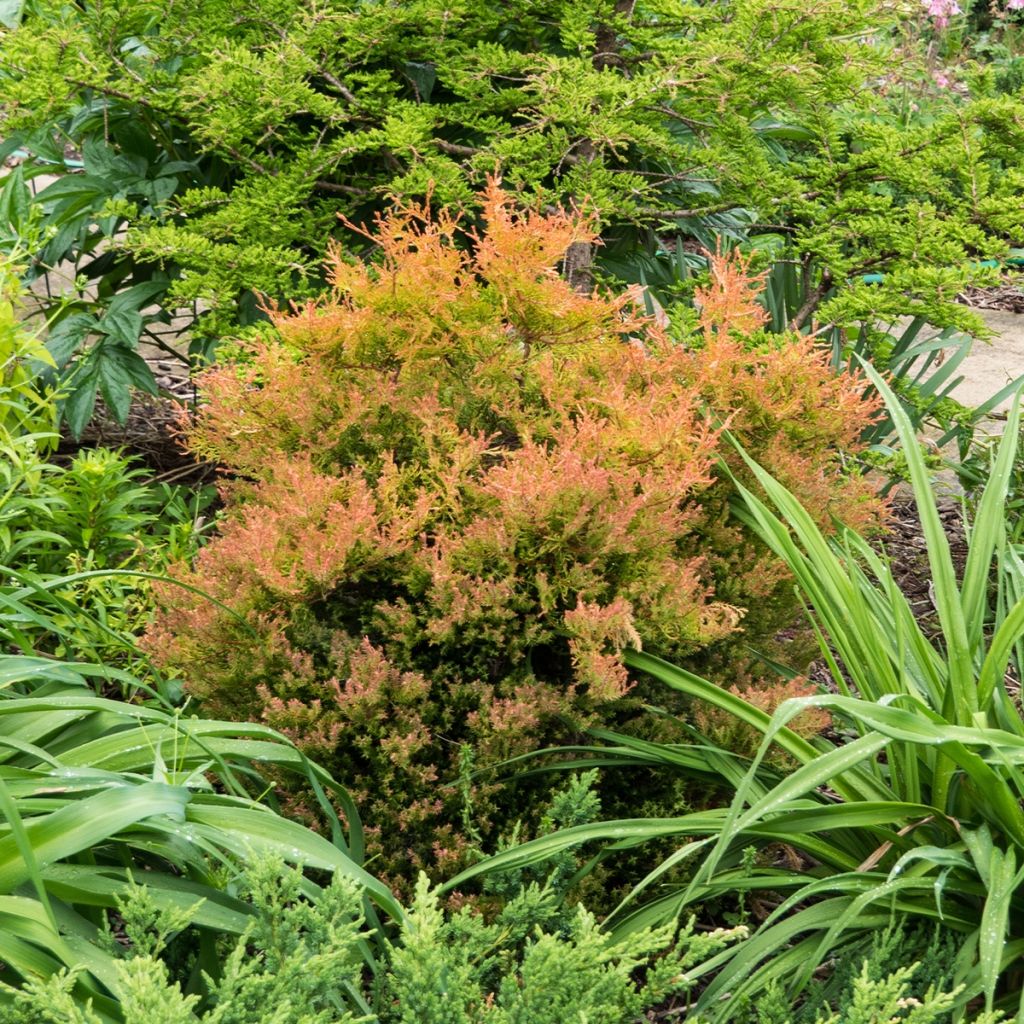 Thuya du Canada - Thuja occidentalis Fire Chief