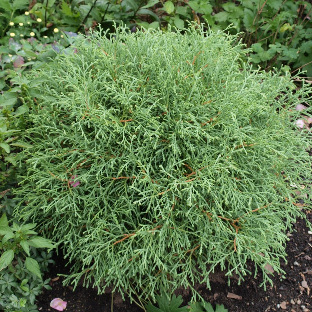 Thuja occidentalis Mr Bowling Ball - Thuya du Canada             