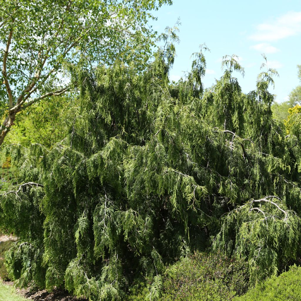 Tuja occidentalis Pendula