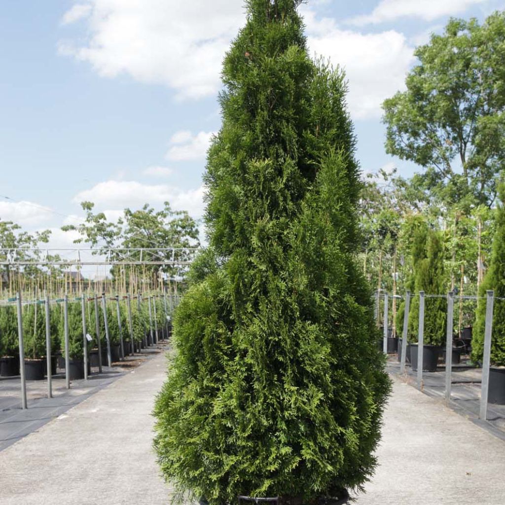 Thuya du Canada - Thuja occidentalis Smaragd