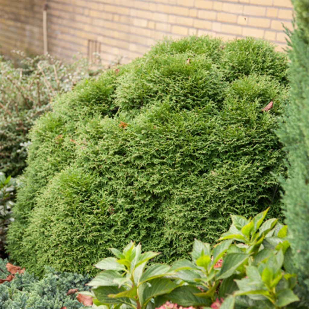 Thuja occidentalis Tiny Tim - Thuya du Canada                    