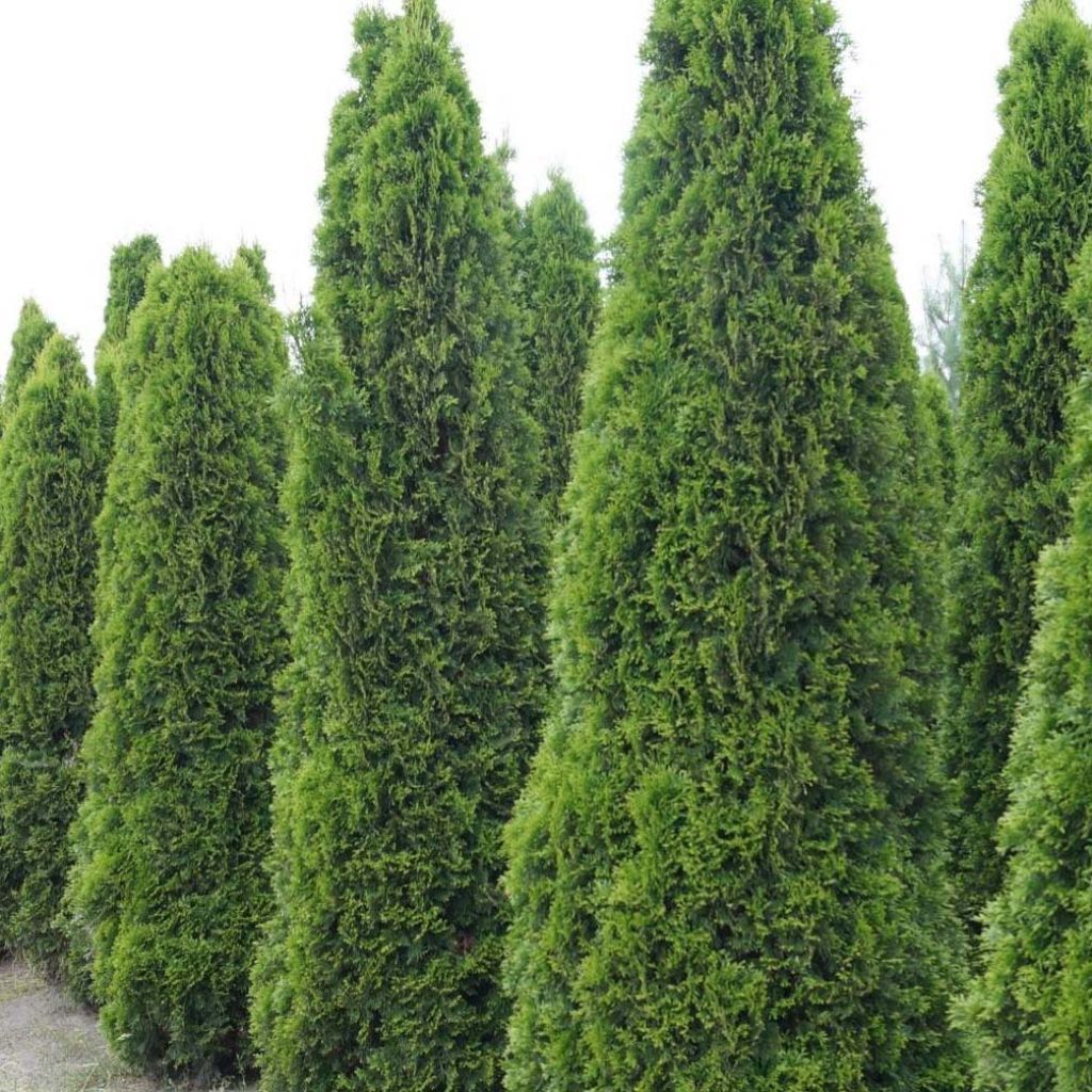 Thuja occidentalis Totem Smaragd - Thuya du Canada