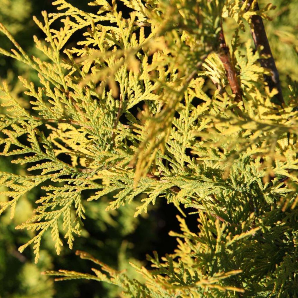 Thuya du Canada - Thuja occidentalis Yellow Ribbon.