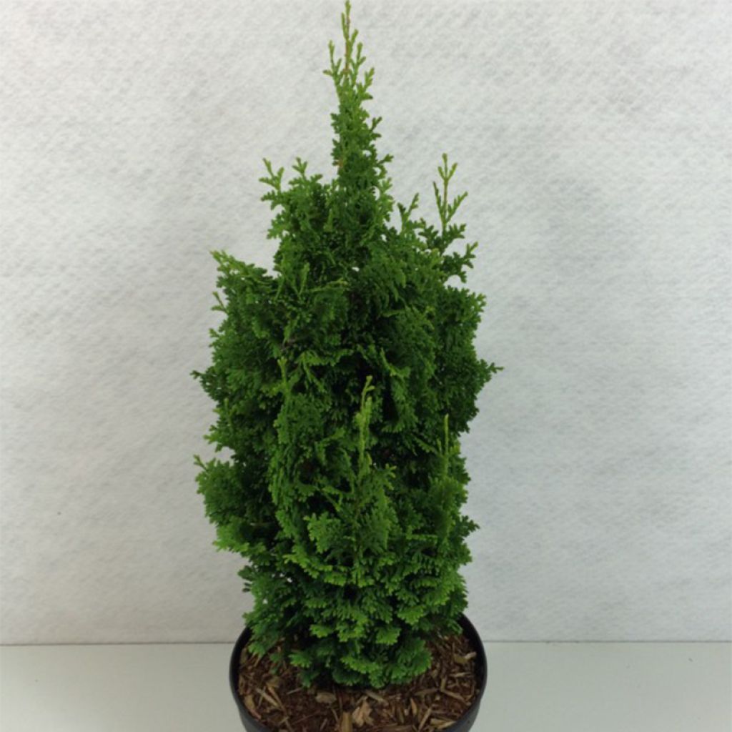 Thuja occidentalis Zmatlik - Thuya du Canada                     