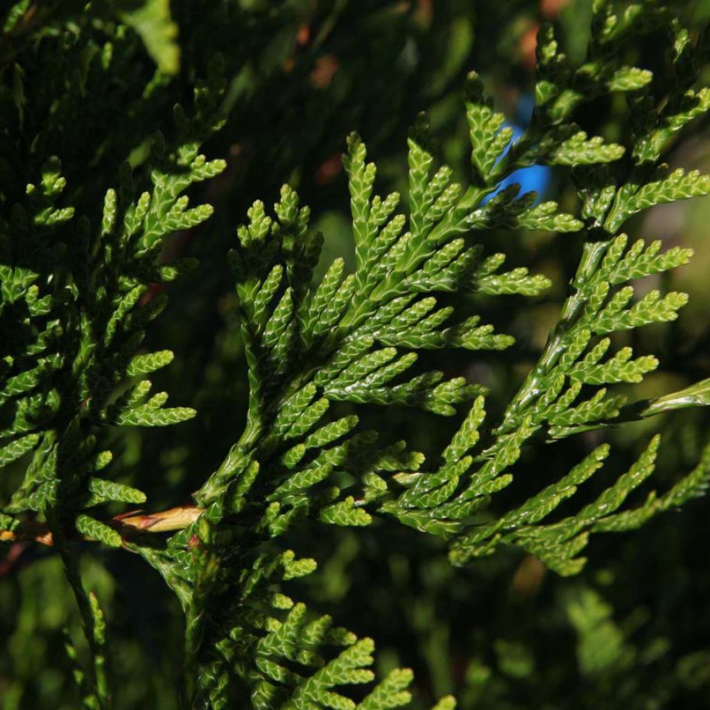 Thuya géant - Thuja plicata Atrovirens.