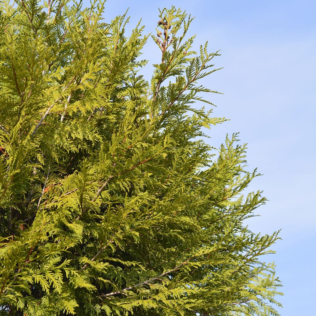 Thuya géant - Thuja plicata Martin