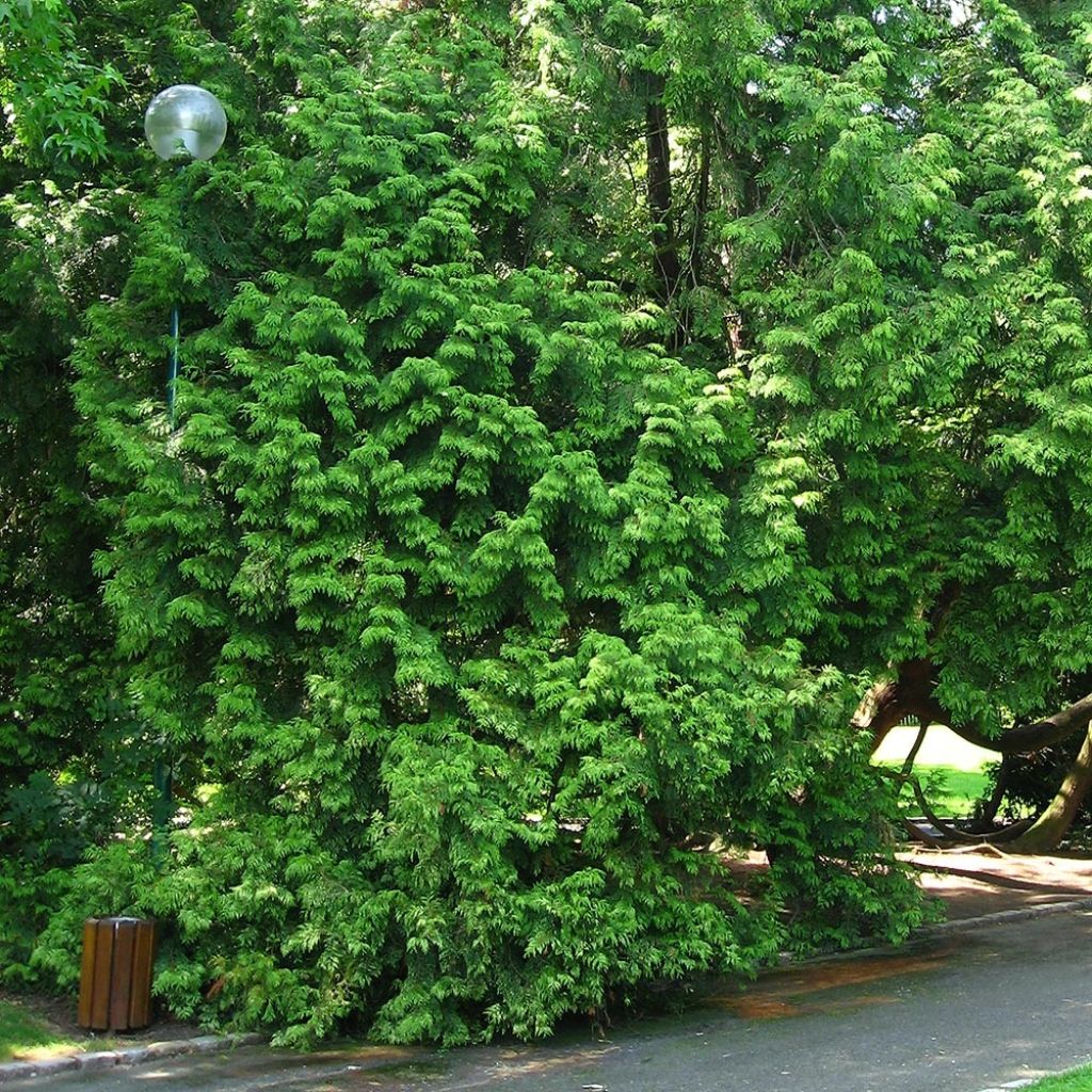 Thuja plicata Zebrina