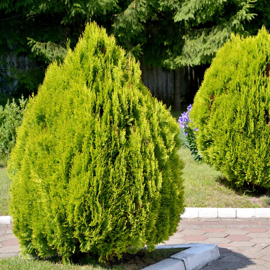 Thuja orientalis Pyramidalis Aurea - Tuya oriental