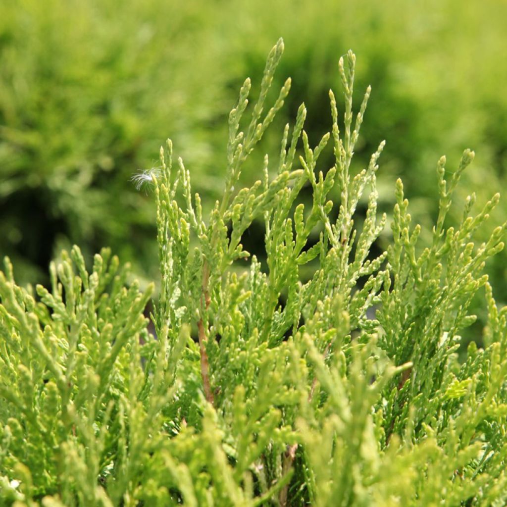 Thuya du Canada - Thuja occidentalis Danica Aurea