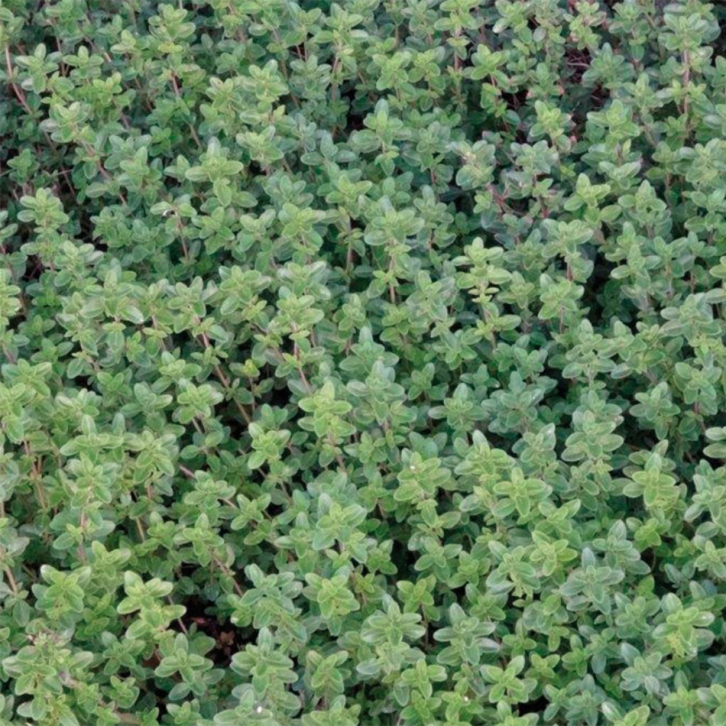 Thym citron BIO en plants - Thymus citriodorus